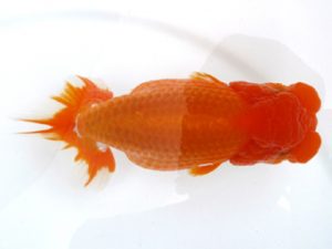 観栄らんちう会　二歳会　取締一　小山徹志