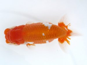 観栄らんちう会　二歳会　取締二　中川昌洋