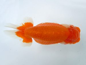 二歳会　東大関　斎藤弘栄