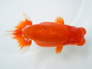 二歳会　立行司　蝦名敏則