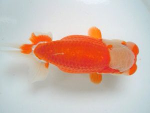 二歳会　取締一　工藤賢一