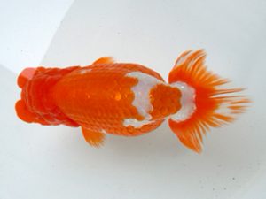 二歳会　取締二　相馬健一