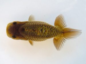 観友らんちう会　研究会　1位　工藤賢一