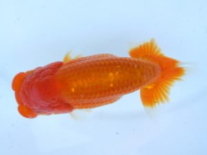 錦蘭会　春季品評大会　西大関　篠原勝志　守口