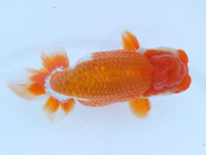 錦蘭会　春季品評大会　立行司　小林保治　堺