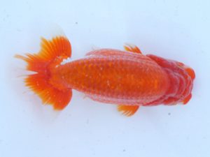 錦蘭会　春季品評大会　取締一　審　正彦　福知山