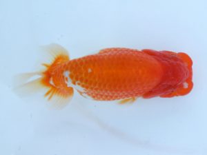 錦蘭会　春季品評大会　取締二　藤原博文　徳島