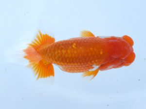 錦蘭会　春季品評大会　立行司　石橋厚二　尾鷲