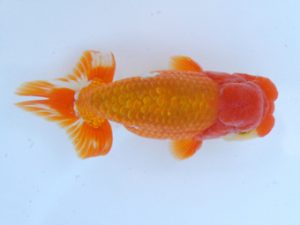 錦蘭会　春季品評大会　取締二　石橋厚二　尾鷲