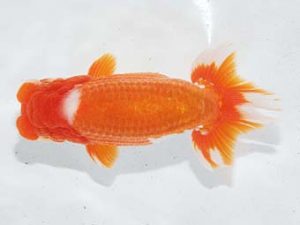 二歳会　西大関　鈴木和男(浜松市)