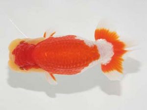 二歳会　立行司　松橋　悟(豊橋市)