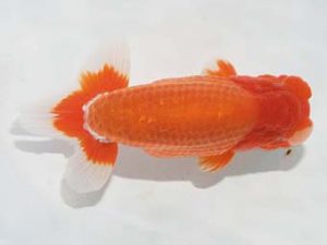 二歳会　取締一　鈴木和男(浜松市)