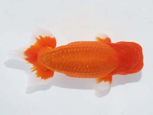 二歳会　取締二　内野義郎(浜松市)