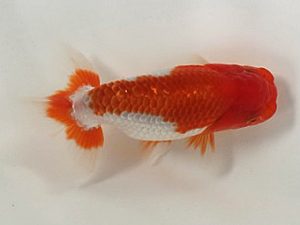 喜樂らんちう会　10席　本山隆史　桶川