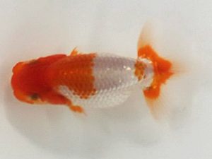 喜樂らんちう会 12席　荻島志保　松戸市