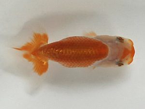 喜樂らんちう会 13席　目黒正美　川口市