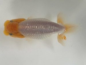 喜樂らんちう会 14席　杉本晃章　足立区