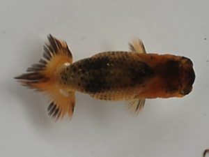 喜樂らんちう会 16席　内田　實　草加市