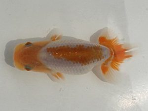 喜楽らんちゅう会　第一回研究会　2席　本山隆史　桶川