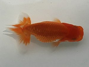 喜楽らんちゅう会　第一回研究会　3席　間中　勝　草加市