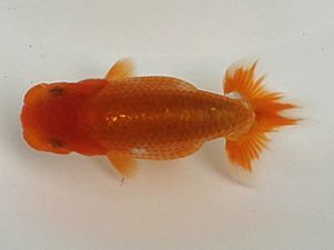 喜楽らんちゅう会　第一回研究会　4席　飯塚　博　さいたま市