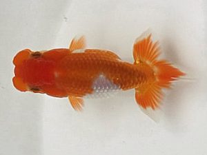 喜楽らんちゅう会　第一回研究会　5席　福田勝則　伊奈町