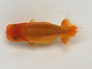 喜樂らんちう会 6席　七尾好之　葛飾区