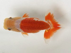 喜樂らんちう会 7席　福田勝則　伊奈町