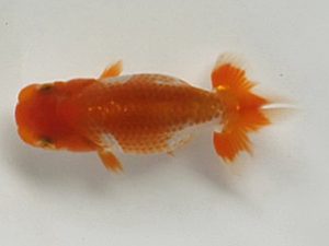 喜樂らんちう会　8席　清水　健　葛飾区