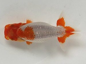 喜樂らんちう会 9席　登嶋秀法　足立区