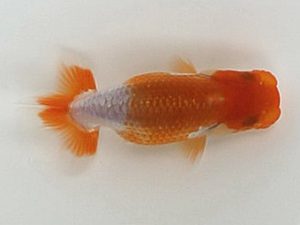 喜楽らんちゅう会　第一回研究会　1席　木村文夫　葛飾区