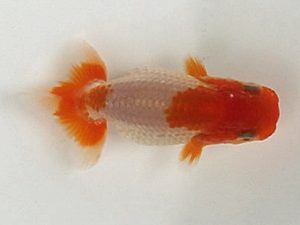 喜樂らんちう会　10席　吉川宗夫　坂戸市