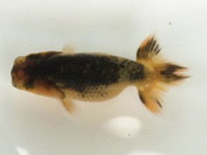 喜樂らんちう会 11席　室岡賢治　江戸川区