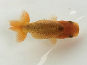 喜樂らんちう会 12席　柴山芳昭　足立区