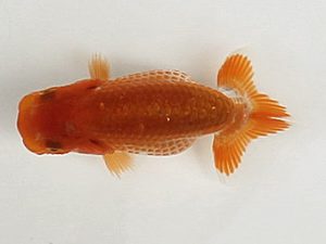 喜楽らんちゅう会　第一回研究会　2席　林　和明　足立区