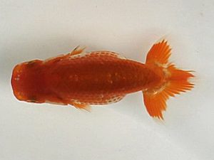 喜楽らんちゅう会　第一回研究会　3席　林　和明　足立区