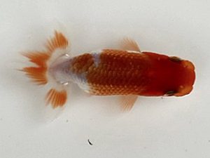 喜楽らんちゅう会　第一回研究会　4席　間中　勝　草加市