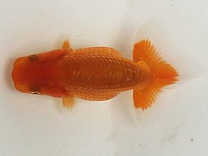 喜楽らんちゅう会　第一回研究会　5席　松崎真章　葛飾区