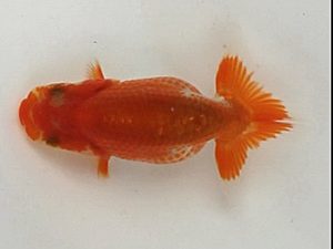 喜樂らんちう会 7席　松崎真章　葛飾区