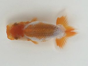 喜樂らんちう会　8席　島田光男　足立区