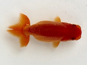 喜樂らんちう会 9席　吉川宗夫　坂戸市