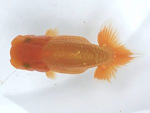 楽友らんちう会　第一回研究会　第一位　稲村俊明