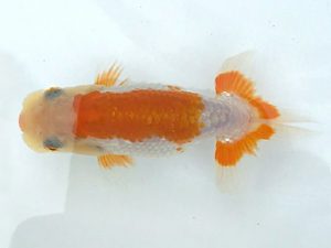 楽友らんちう会　第一回研究会　第二位　山岡　仁