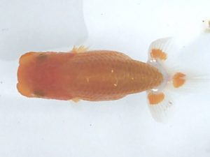 楽友らんちう会　第一回研究会　第三位　矢ヶ崎伸司