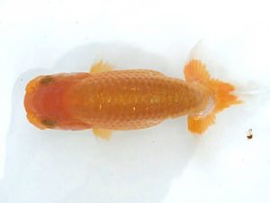 楽友らんちう会　第一回研究会　第四位　伊藤征夫