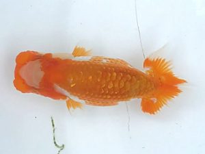 楽友らんちう会　第一回研究会　第五位　木村文夫