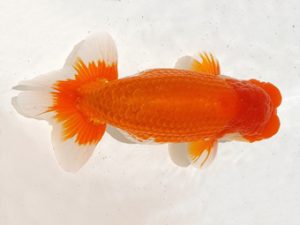 二歳会　東大関　佐俣　幸