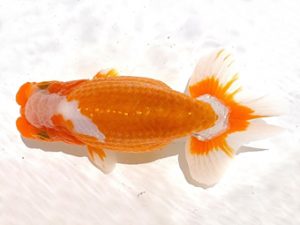 二歳会　西大関　中村正志