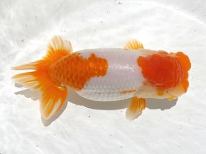 二歳会　立行司　並木辰夫