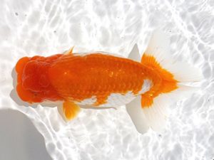 二歳会　取締一　北島欣一